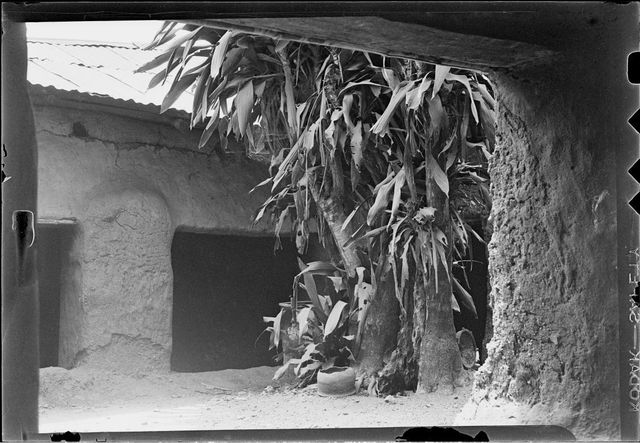 Shrian Tree inu-dil-12deeabd-40b9-4bab-bbdb-b2f9eb7c8674.tif
