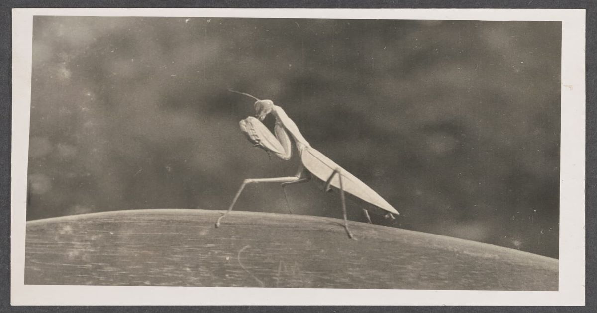 Praying mantis on a piece of wood - Digital Collections